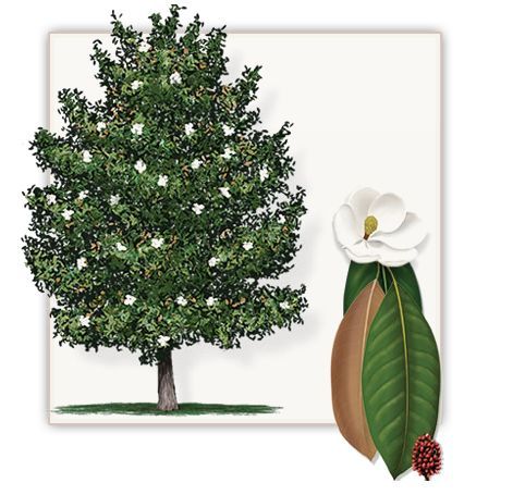 Alias reccomend Gardenia tree mature height