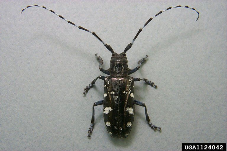 Hard-Drive reccomend Asian longhorn beetle chicago