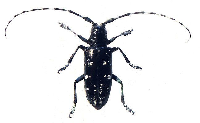 best of Chicago Asian longhorn beetle