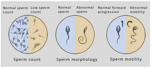best of In count Normal men sperm