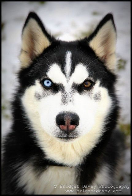 Husky with green eyes