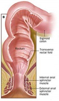 Marine reccomend Anatomy of anal fisting Fisting
