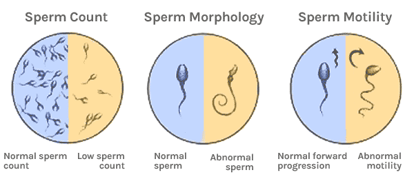 Sperm test viability