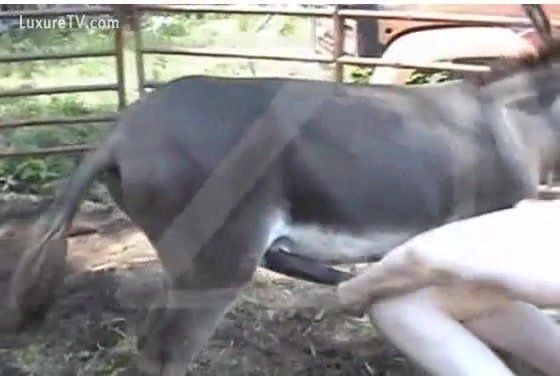 Woman gets humped by donkey
