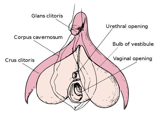 Clitoris swollen from
