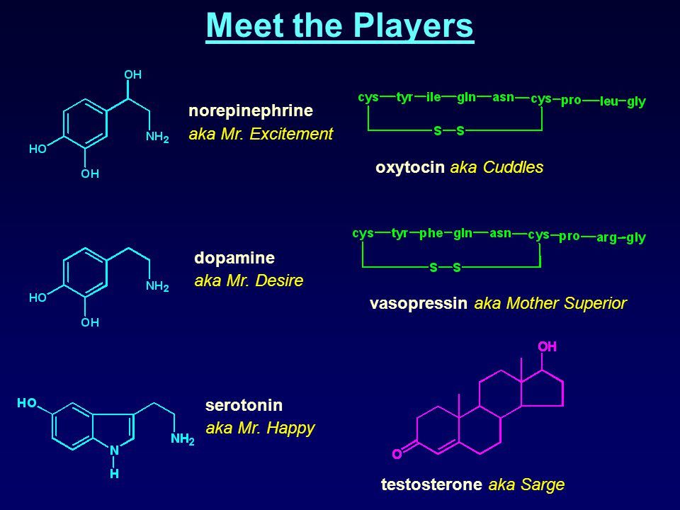 Butch reccomend Dopamine oxytocin epinephrine testosterone during orgasm