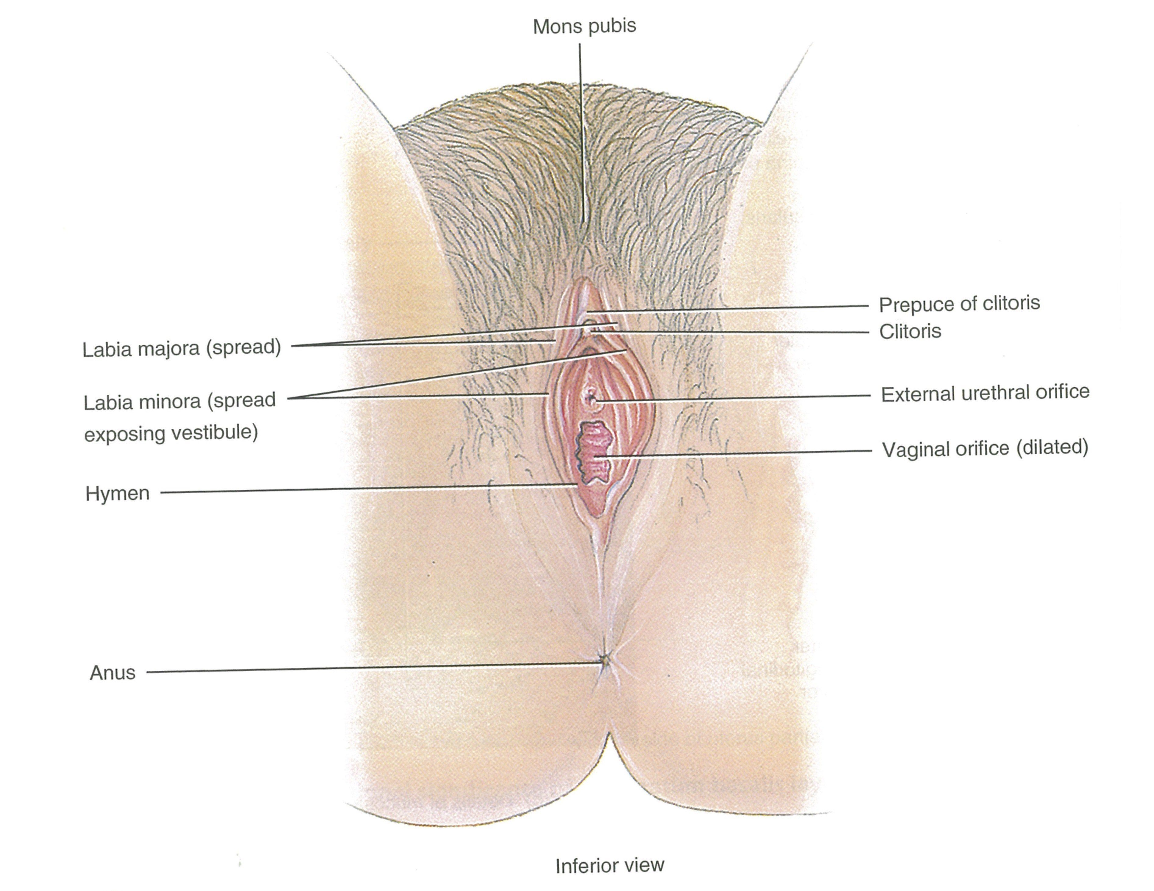 best of Stimulation Anatomy clitoris