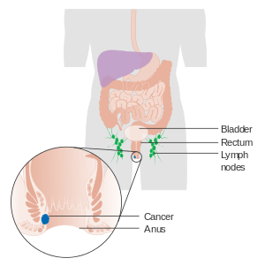 Bacteria human anus