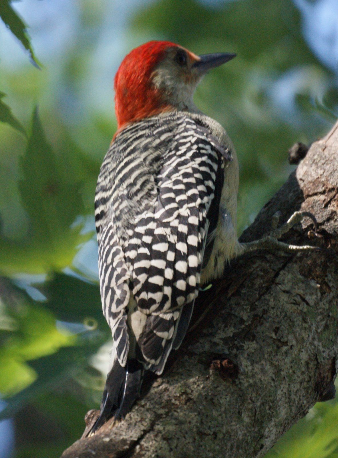 Redhead woodpecker nj