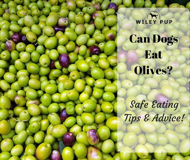 Earl reccomend Are olives good for dogs