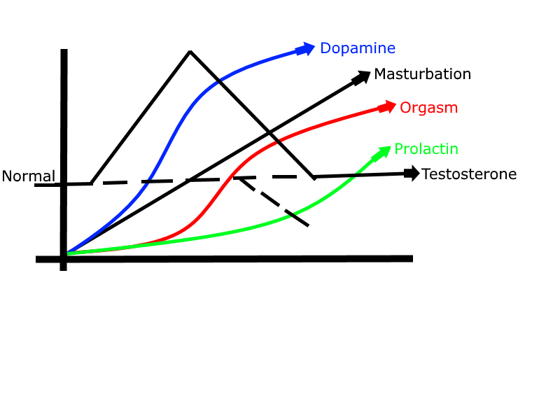 Testosterome levels masturbation