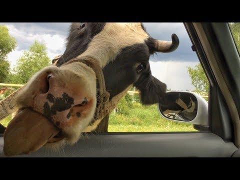 best of Lick Why do cars cows