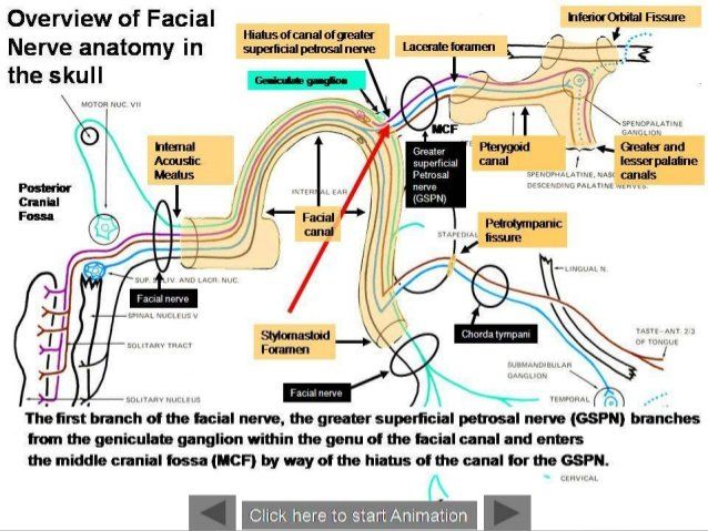 Path of the facial nerve