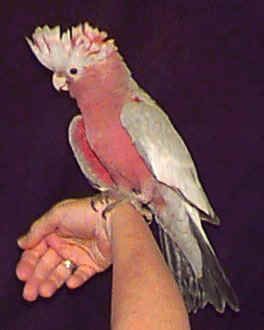 Bootleg reccomend Rose breasted cockatoo photo