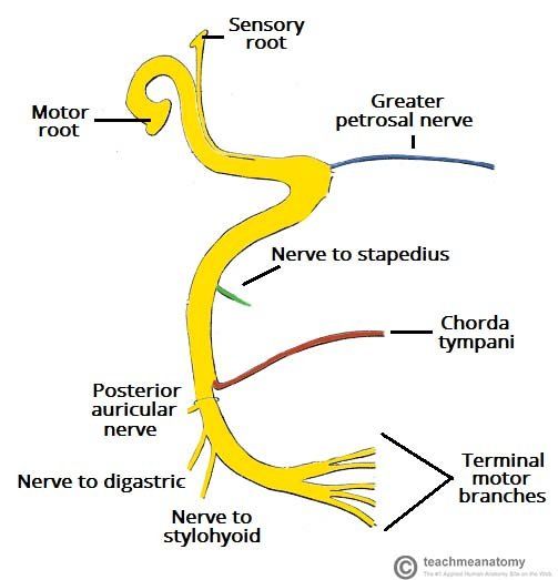 Mamsell reccomend Path of the facial nerve