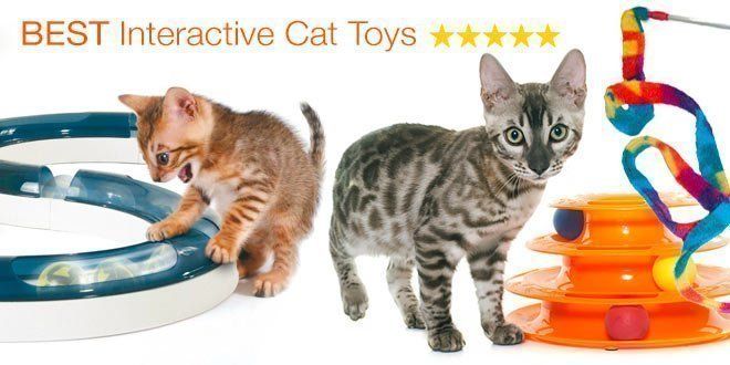 Lobster reccomend Best interactive cat toys