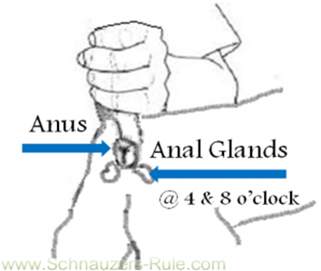 Anal expressing gland miniature schnauzer