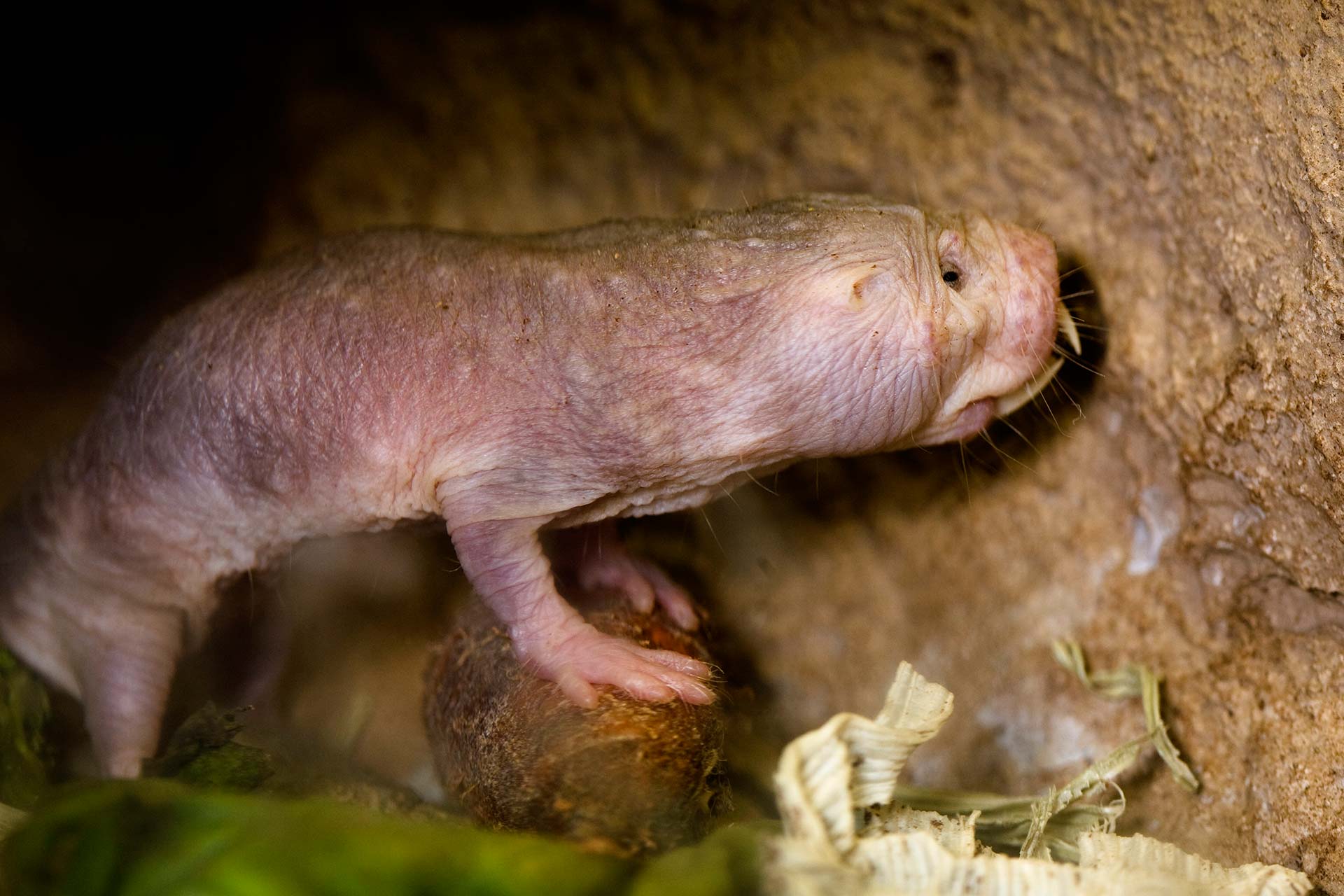 Baby naked mole rat