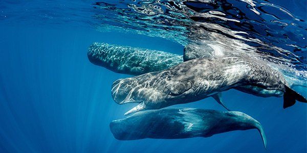 Sperm whale lung volume