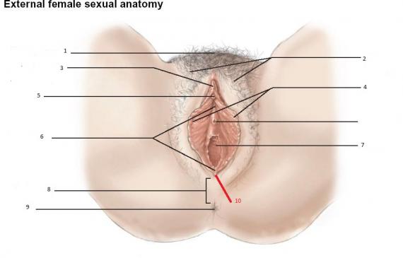 Female anatomy location of clitoris