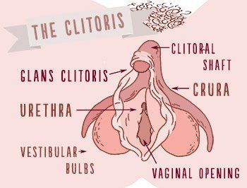 First L. reccomend Anatomy clitoris stimulation