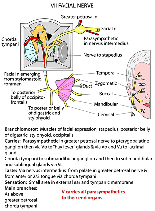 Path of the facial nerve