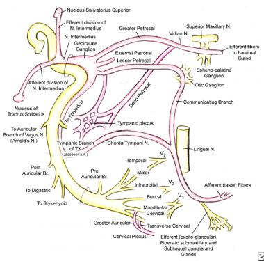 best of The facial of nerve Path