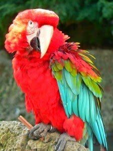 Brown S. reccomend How parrots attract the oppsite sex
