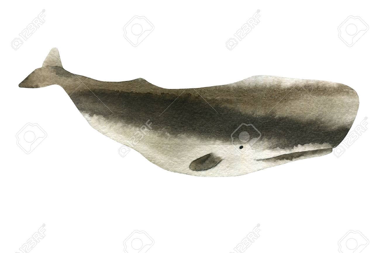 Sperm whale sketches
