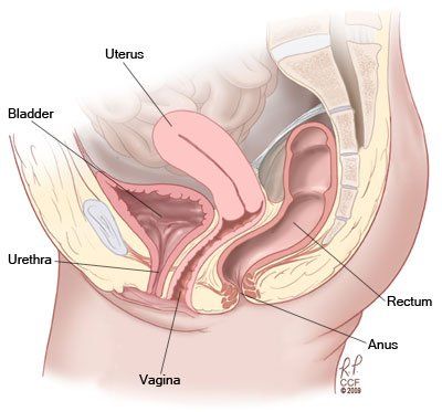 Howitzer reccomend Multiple vaginal birth mu