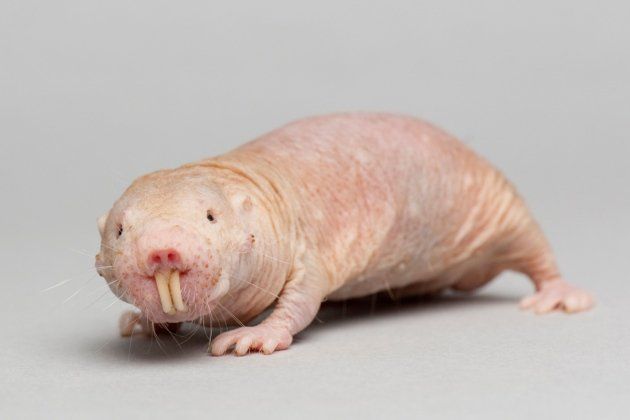 best of Naked rat Baby mole