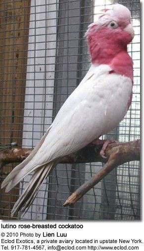 Rose breasted cockatoo photo