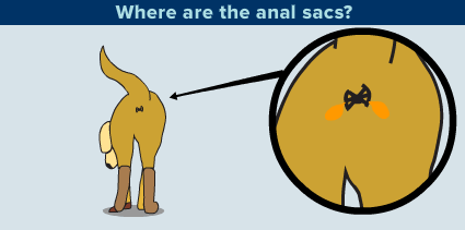 Snazz reccomend Animated pictures of anus