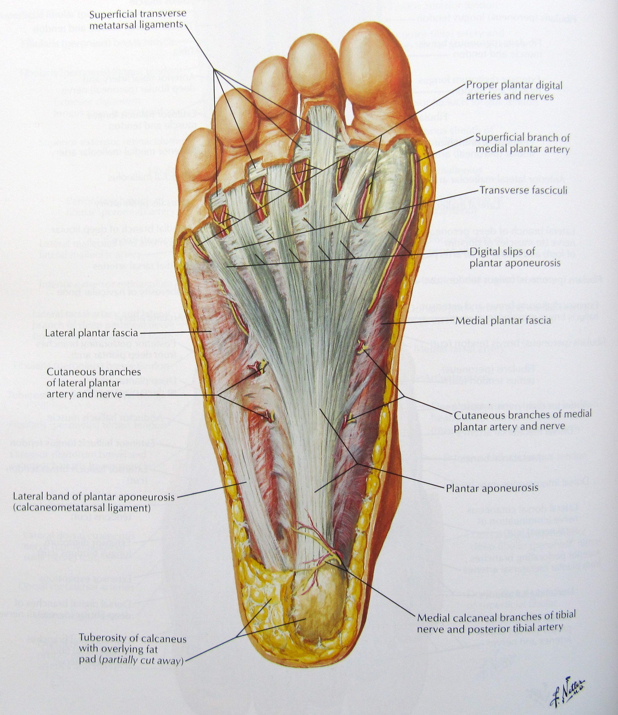 Sylvester reccomend Anatomy of bottom foot