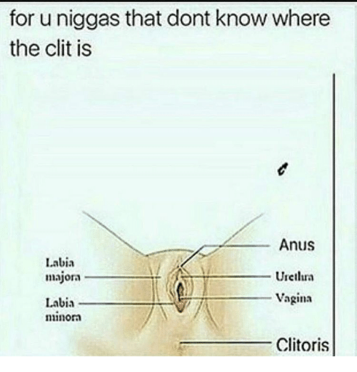 best of Labia clitoris Vagina