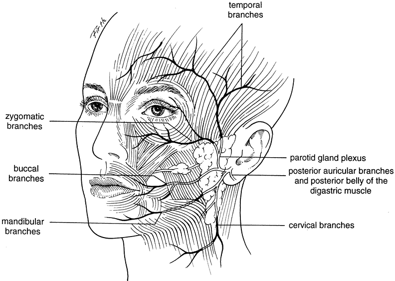 best of Pes Facial nerve