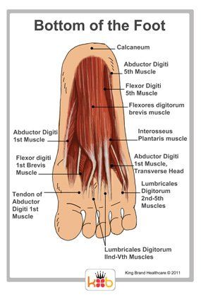 best of Of bottom foot Anatomy