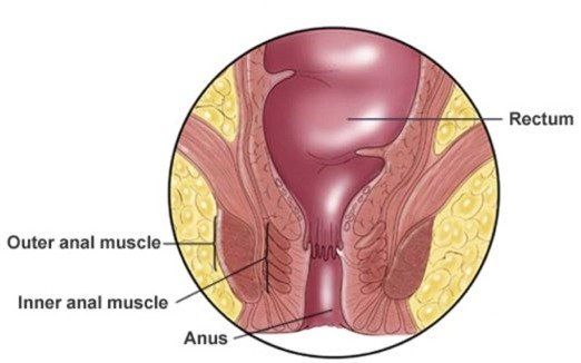 Anatomy of anal fisting Fisting