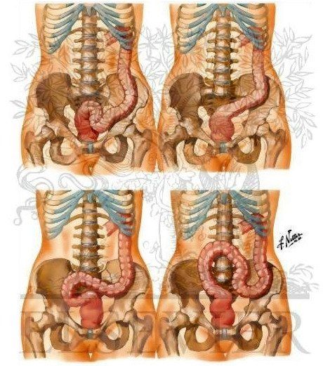 Anatomy of anal fisting Fisting