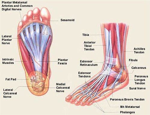 Anatomy of bottom foot