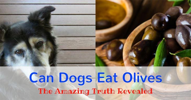 Are olives good for dogs