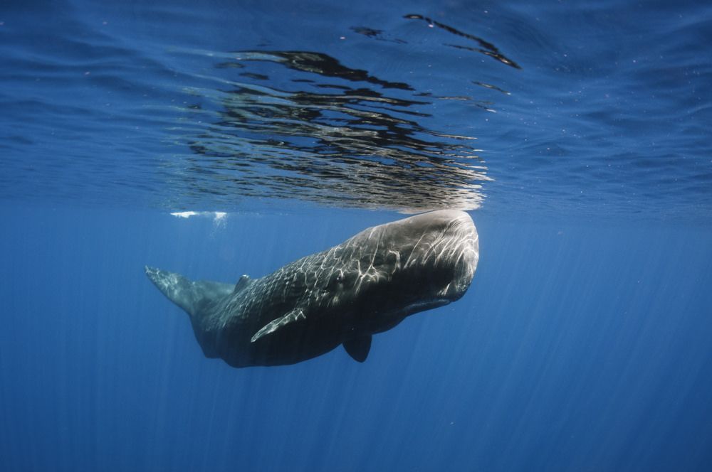 Neptune reccomend Pictures of the sperm whale