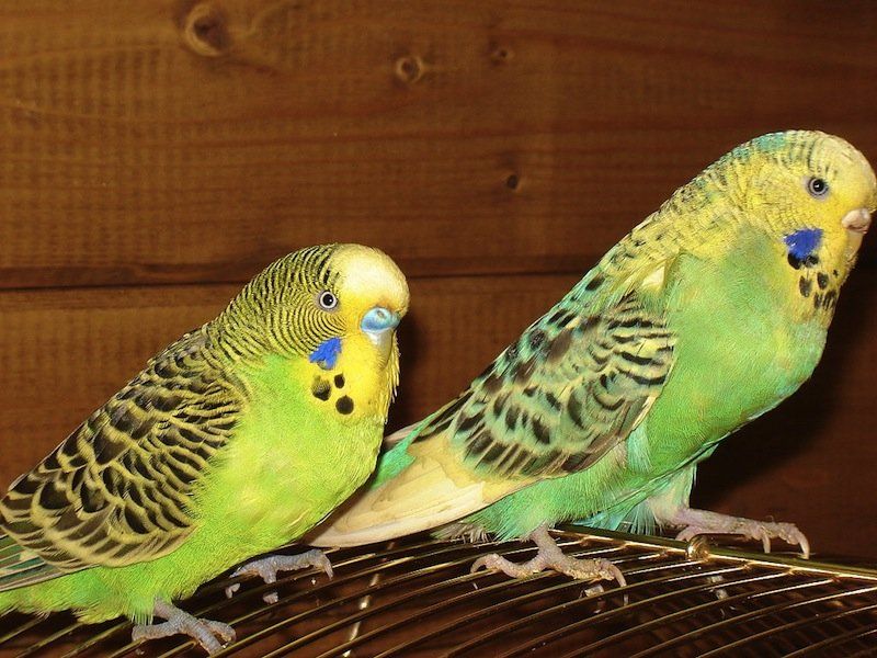 best of The attract sex parrots How oppsite