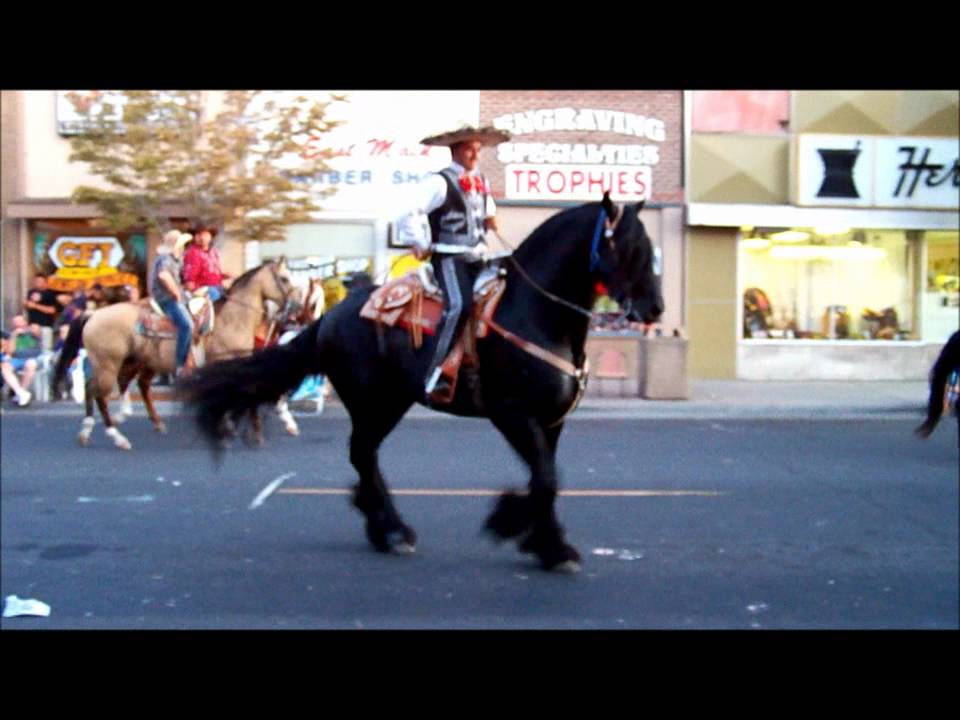 Horses dancing mexican music