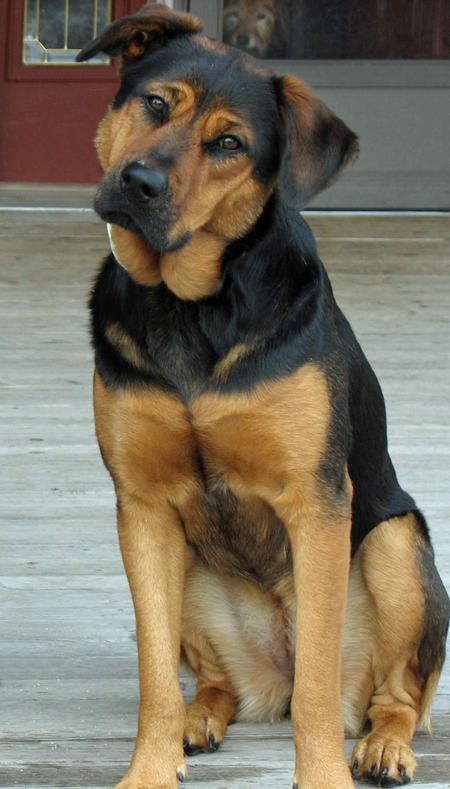 Scarlet reccomend Chubby puppie rottweilers mixed in shepard