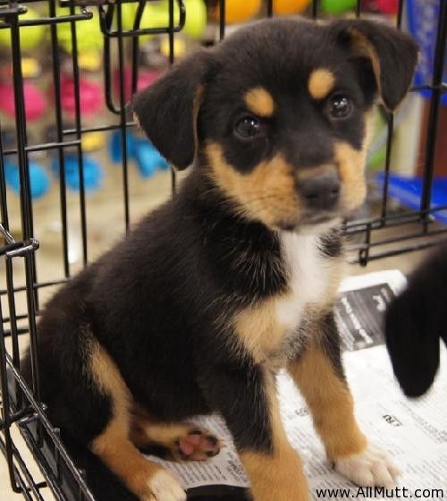 Chubby puppie rottweilers mixed in shepard