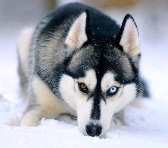 Husky with green eyes