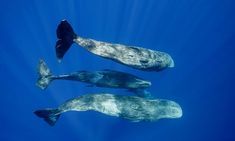 Sperm whale avon nc