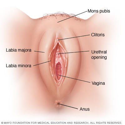 Nova reccomend Pics of the clitoris