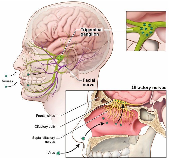 Facial nerve infection viral